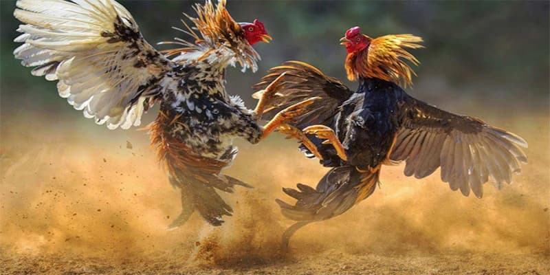 Các loại kèo phổ biến tại đá gà 33win