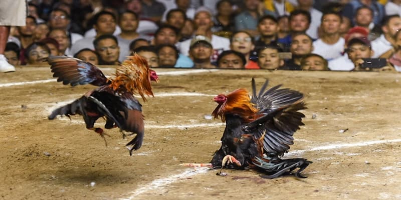 Lợi ích khi tham gia đá gà 33win tại 33win