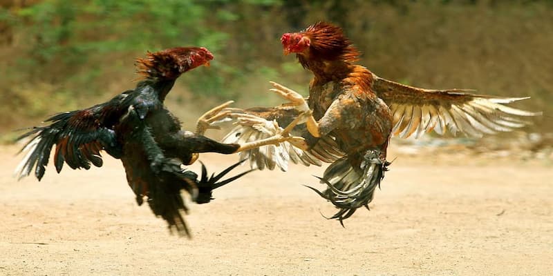 Vì sao nên chọn đá gà 33win tại 33win?